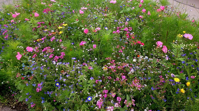 Eine kleine Blumenwiese in Oberstdorf.